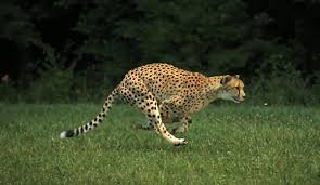Cheetahs can accelerate at an amazing rate, going from a standstill position to as fast as 68 mph in less than three seconds. Video Slow Motion Capture Of A Running Cheetah