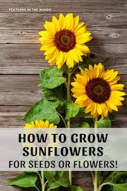 Another good thing about them is that they are easy to plant, especially if you know how to plant sunflowers. How To Grow Sunflowers Feathers In The Woods