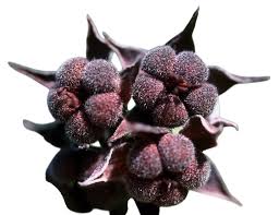 Image result for Surianaceae