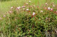 Image result for Clappertonia ficifolia