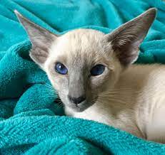My Blue Point Siamese Kitten Zuzu She Is 4 Months Old Siamese Kittens Blue Point Siamese Siamese