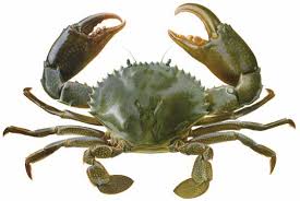 Fisheries fact sheet - Mud crab