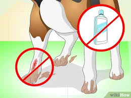 We did not find results for: How To Care For A Dog With Stitches 10 Steps With Pictures