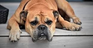 We did not find results for: How To Calm A Dog During A Storm Bulldogology