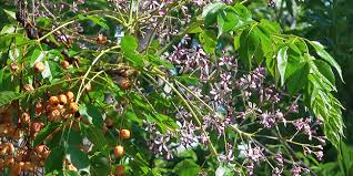 Murier Platane Morus Kagayamae Arbre Taille Culture Entretien
