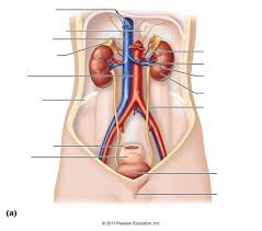 Following are organs for use in the human body diagrams project. Anterior View Of The Female Urinary Organs Diagram Quizlet