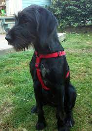 German wirehaired pointer lab mix puppies for sale. Labrador Retriever German Wirehaired Pointer Mix German Wirehaired Pointer Cute Cats And Dogs Pointer Puppies