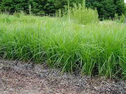 photos of carex muskingumensis palm sedge at lovegrass farm