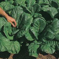 Maybe you would like to learn more about one of these? Savanna Hybrid Mustard Seeds Organic Seeds Seeds Mustard Plant