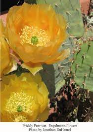 The plant has very sharp spikes6 and colorful flowers that grow on top of the tunas7 (another name for. Prickly Pear Cacti Many Varieties Many Uses Arizona Daily Independent