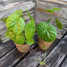 Image result for Tinospora