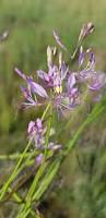 Image result for Cleome maculata