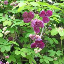 Check spelling or type a new query. Akebia Quinata 1l Fruttii Shop