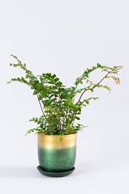 Image result for Didymochlaena truncatula