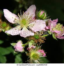 Choose your favorite blackberry blossom designs and purchase them as wall art, home decor, phone cases, tote bags. Blackberry Blossom In Different Stages Of Blooming Canstock
