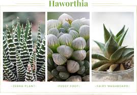 Its light some plants you think are cacti are actually succulents! Succulent Care Guide Growing Information Tips Proflowers Blog