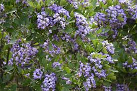 Check spelling or type a new query. Best Evergreen Shrubs For Texas