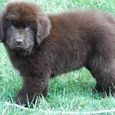 Professional and hobby dog breeders can advertise their puppies for sale online on our free classifeds website. Benny Newfoundland Puppy 616653 Puppyspot