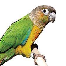 Petsmart vs petco | who has better bird care? Petsmart Green Cheek Conure For Sale Live Pet Birds Petsmart