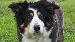 Adopt A Dog Kezzie Border Collie Dogs Trust Dogs Dog Adoption Rescue Dogs