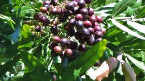 Image result for Filicium decipiens