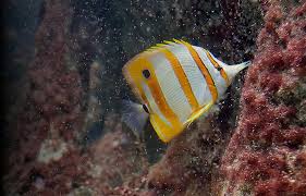 Maybe you would like to learn more about one of these? Aquarium Fish Surgeon Fish Exotic Sea Water Color White Striped Yellow Tropical Ocean Reef Coral Water Pikist