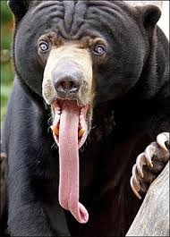 Sunbear T Verruckte Tiere Lustige Bilder Von Tieren Lustige Gesichter