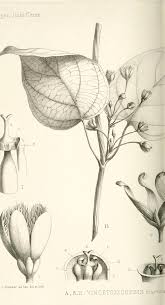 Vintage Botanical Black And White Botanical Prints Botanical Black And White Leaf Educational Plate 2 Ilustracion Botanica Vintage Dibujos Botanicos Dibujo Botanico