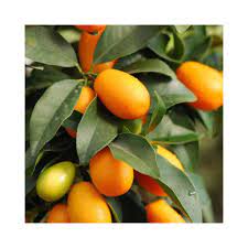 The cultivar grew at the san gabriel mission in 1822 and received the name millsweet in 1943. Buy Sweet Lemon Hybrid Plants Online At Lowest Price