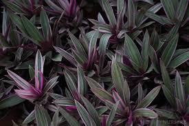 Easy to grow from cuttings, also fun to take cuttings every spring and plant those outside. Rhoeo Tradescantia Spathacea Plant Profile Oxley Nursery