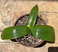Image result for Aloe fimbrialis