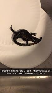 Find over 27 million businesses in the united states on the official yellow pages directory website. Something Fishy Pets 17 Photos 16 Reviews Pet Stores 29 Towne Centre Ln Fox Lake Il United States Phone Number