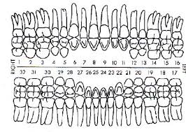 Dental Perio Charting Dental Charting Dental Assistant