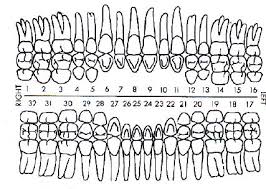 dental perio charting dental charting dental assistant