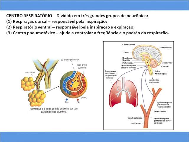 Resultado de imagem para regulação da respiração