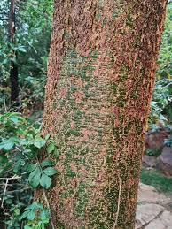 Image result for Acacia kirkii
