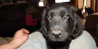 Big luv newfoundlands in new york. Newfoundland Puppy For Sale Adoption Rescue For Sale In Bridgeport New York Classified Americanlisted Com