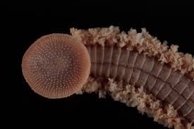 Image result for Rhynchosia alluaudii