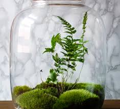 Water content of moss was removed in low pressure and subzero temperature to freeze all their proteins and biological components. What Are Terrariums Or Mini Ecosystems All You Need To Know