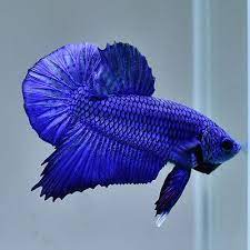 Your striking blue betta deserves an awesome name to go with their vivid color. Life Betta Fish Male Solid Blue Hmpk Ot119 From Thailand