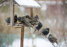 Maybe you would like to learn more about one of these? 3 Proven Ways To Get Rid Of Starlings Today Bird Watching Hq