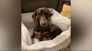 These are the puppies for sale under $300. Moksha Returns Puppy Stolen From Human Rights Activist S Rv Parked Outside Hotel At Penn S Landing Is Back Home 6abc Philadelphia