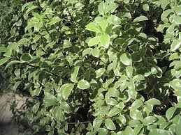 Image result for Pittosporum tenuifolium