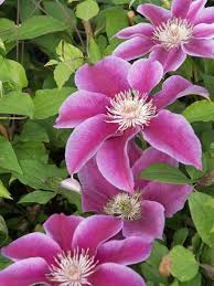 Image result for Clematis dolichopoda