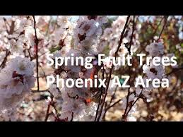 Maybe you would like to learn more about one of these? Fruit Trees In Bloom Phoenix Area 9b Youtube