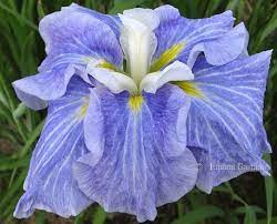 Pin By Patricia Saffles On Japanese Iris Purple Garden Purple Iris Showy Flowers