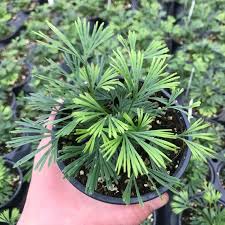 Image result for Actinanthella