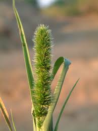 Image result for Elytrophorus spicatus