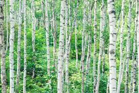 Browse and download hd birch tree png images with transparent background for free. How Old Do Birch Trees Get Average Lifespan Of A Birch Tree