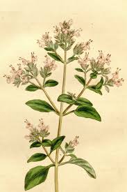 Image result for Origanum